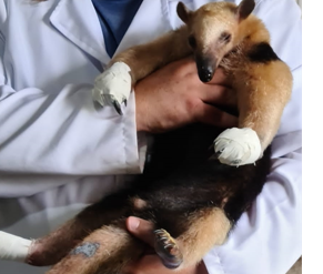 Animal se abrigou em residência e foi capturado pela Polícia Militar Ambiental