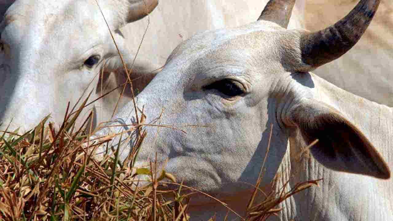 Caso de 'vaca louca' é investigado pelo Ministério da Agricultura