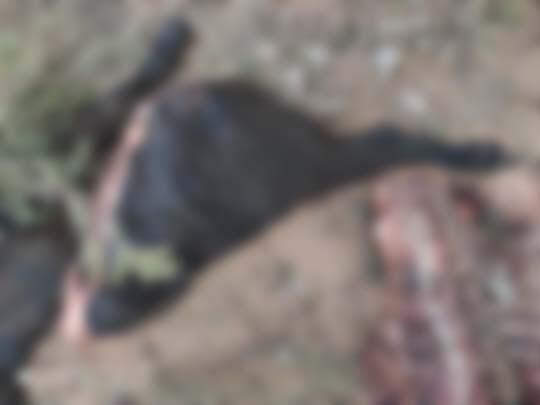 Homens foram presos em flagrante quando "dividiam" animal furtado.