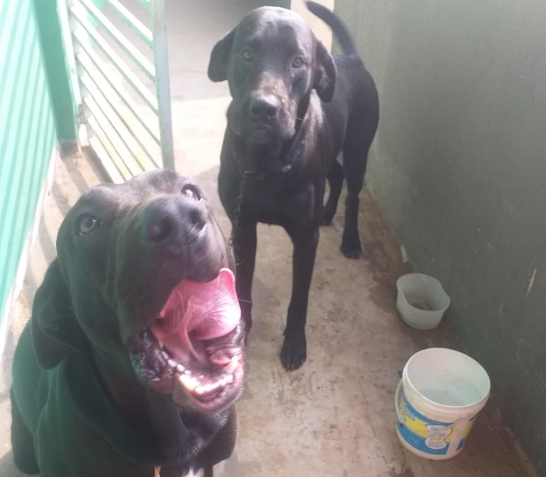 Cães foram encontrados juntos