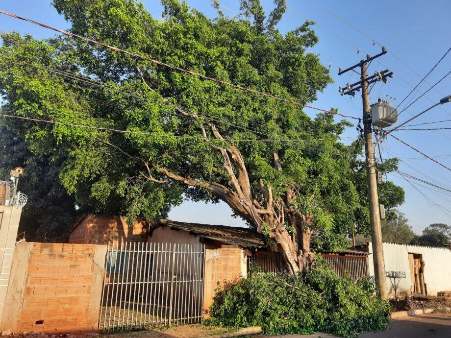 Árvore está sobre residência