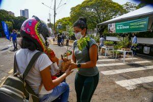 Doação de mudas ocorre na manhã deste sábado (25)