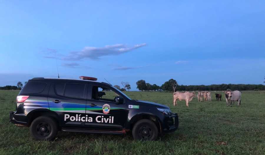 Gado foi recuperado pela Polícia Civil