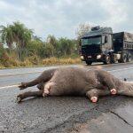 Algumas rodovias do Estado possuem passagem para travessia segura.