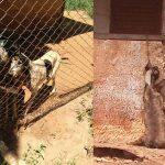 Animais estavam extremamente debilitados