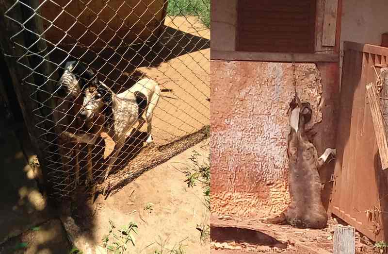 Animais estavam extremamente debilitados