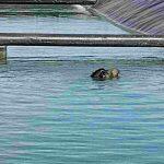 Animal não conseguia sair da lagoa devido à manta impermeabilizante