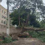 Equipes trabalham na remoção de árvore no bairro Cruzeiro