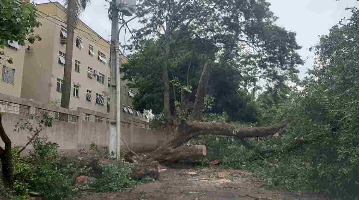Equipes trabalham na remoção de árvore no bairro Cruzeiro