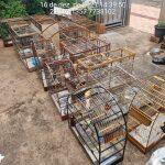 Aves resgatadas pela PMA em MS