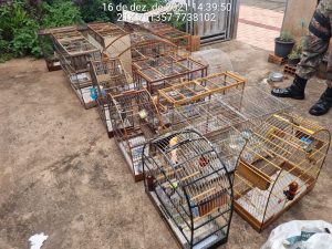Aves resgatadas pela PMA em MS