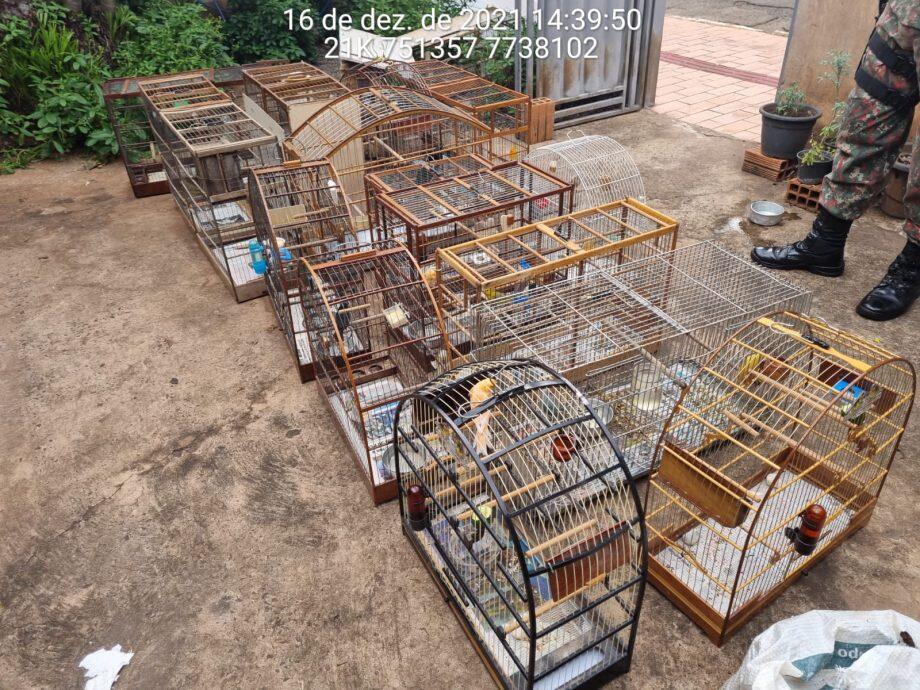 Aves resgatadas pela PMA em MS