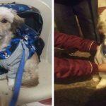 Pequeno poodle branco encontrado na Colômbia