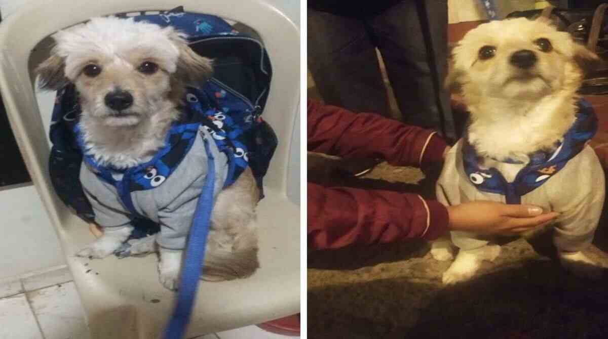 Pequeno poodle branco encontrado na Colômbia
