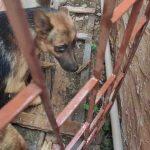 Cachorro foi resgatado em Campo Grande