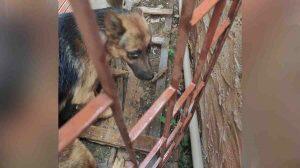 Cachorro foi resgatado em Campo Grande