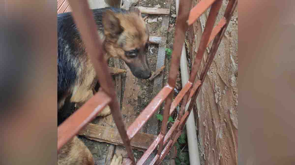 Cachorro foi resgatado em Campo Grande