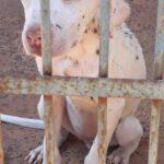 Animal estava cheio de carrapatos e foi resgatado pela Polícia Civil.