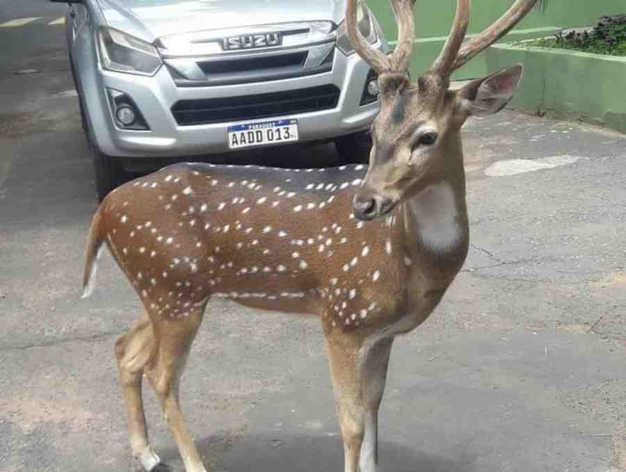 Sargento foi atacado pelo animal