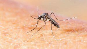 Mosquito 'Aedes aegypti'