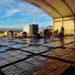 Droga foi levada para a base operacional da Senad