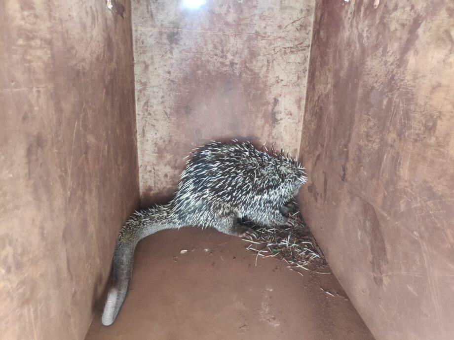 Sete animais foram resgatados em regiões urbanas e um em zona rural.
