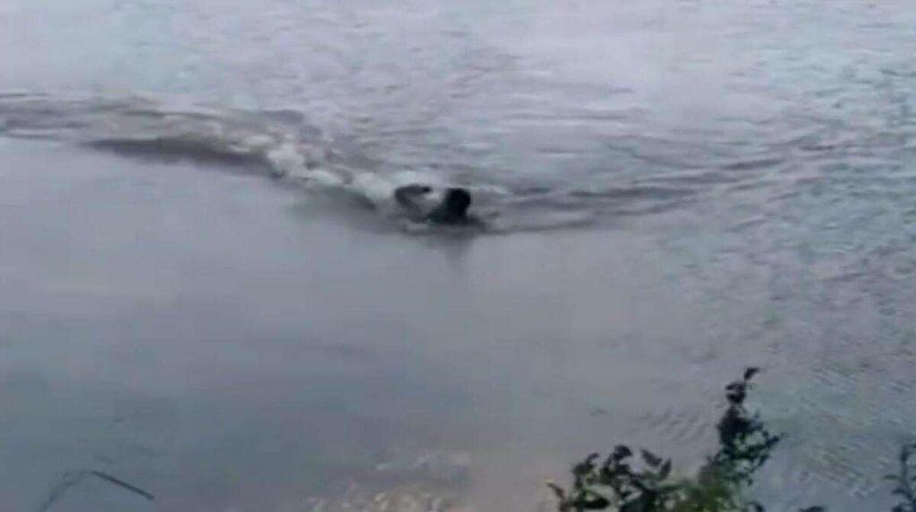 Homem nadava tranquilamente sem perceber aproximação do animal