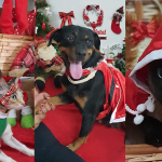 Pets fizeram ensaio de natal para estimular a adoção legal.
