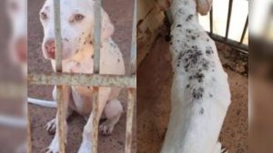 O animal foi encontrado “repleto de carrapatos”