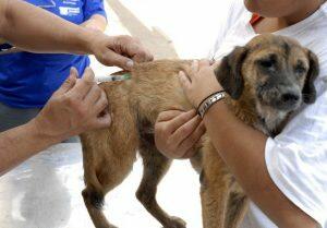 A Prefeitura planeja vacinar o maior número possível de animais para realizar o controle da doença na Capital.