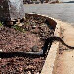 Jiboia atravessa rua do Parque dos Poderes na tarde desta sexta-feira.