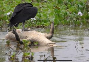 Documentário mostra abate ilegal de jacarés no pantanal