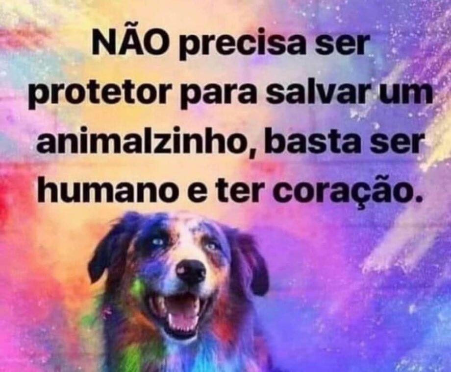 Foto : Divulgação