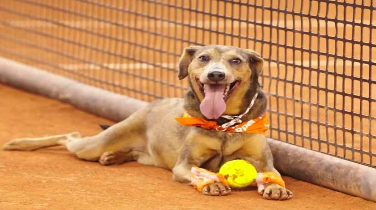 O torneio teve uma ação com os animais