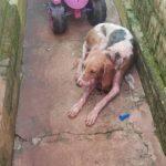 Cachorro ficou bastante ferido