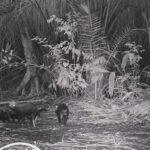 Cinco animais da espécie flagrados em aparição rara no Pantanal de MS.