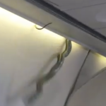 Momento em que a cobra fica pendurada no bagageiro