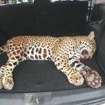 A PMA calcula que o animal tenha ido a óbito na manhã desta sexta-feira (28).