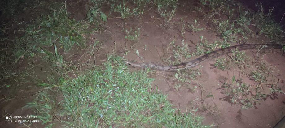 A captura do animal foi executada com um gancho e a cobra foi colocada em uma caixa de contenção.