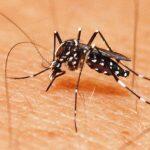 Aedes aegypti
