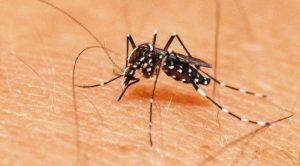 Aedes aegypti