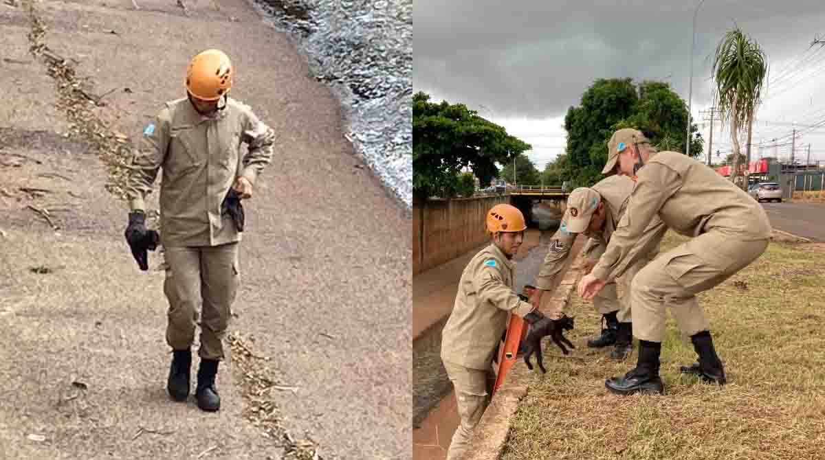 Animal foi resgatado pelo Corpo de Bombeiros