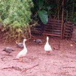 Casal de gansos em fazendinha de MS