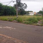 Local conta com mato alto