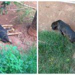 Os cachorros estão abandonados em uma casa no Jardim Centenário.