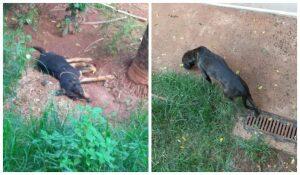 Os cachorros estão abandonados em uma casa no Jardim Centenário.