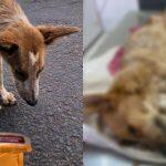 Animal já estava muito doente e morreu horas após resgate.