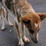 Cachorro foi resgatado mas não resistiu