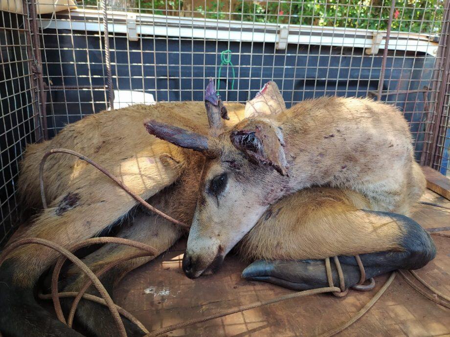 Tratamento veterinário de recuperação do Cervo-do-pantanal já iniciou