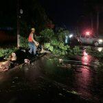 Chuva derrubou 100 árvores